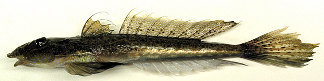 (Repomucenus) Род РЕПОМУЦЕНЫ 9 видов